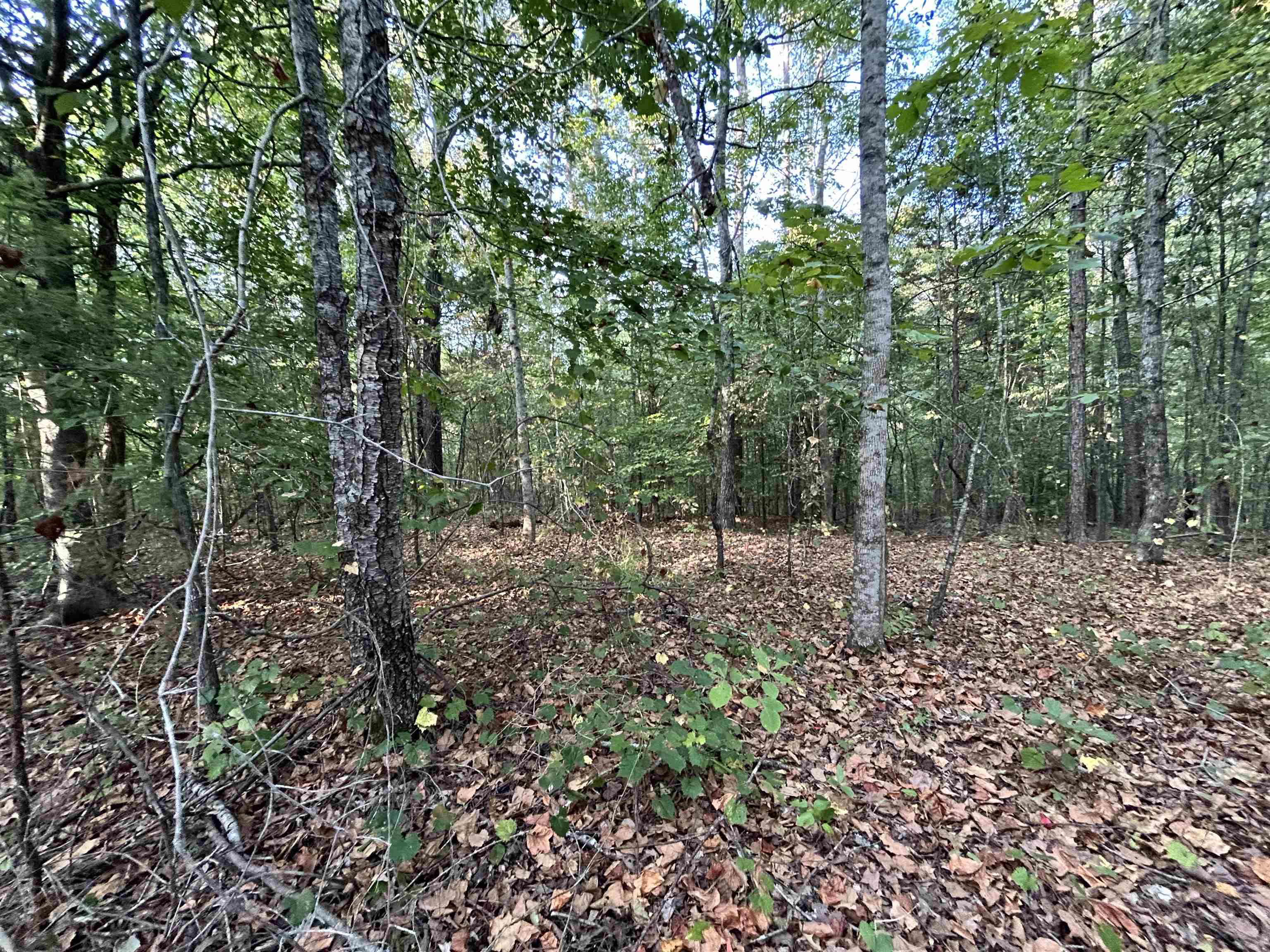 0 Cora Lane Bolivar, TN 38008 - Photo 17 of 24 a view of a forest filled with trees