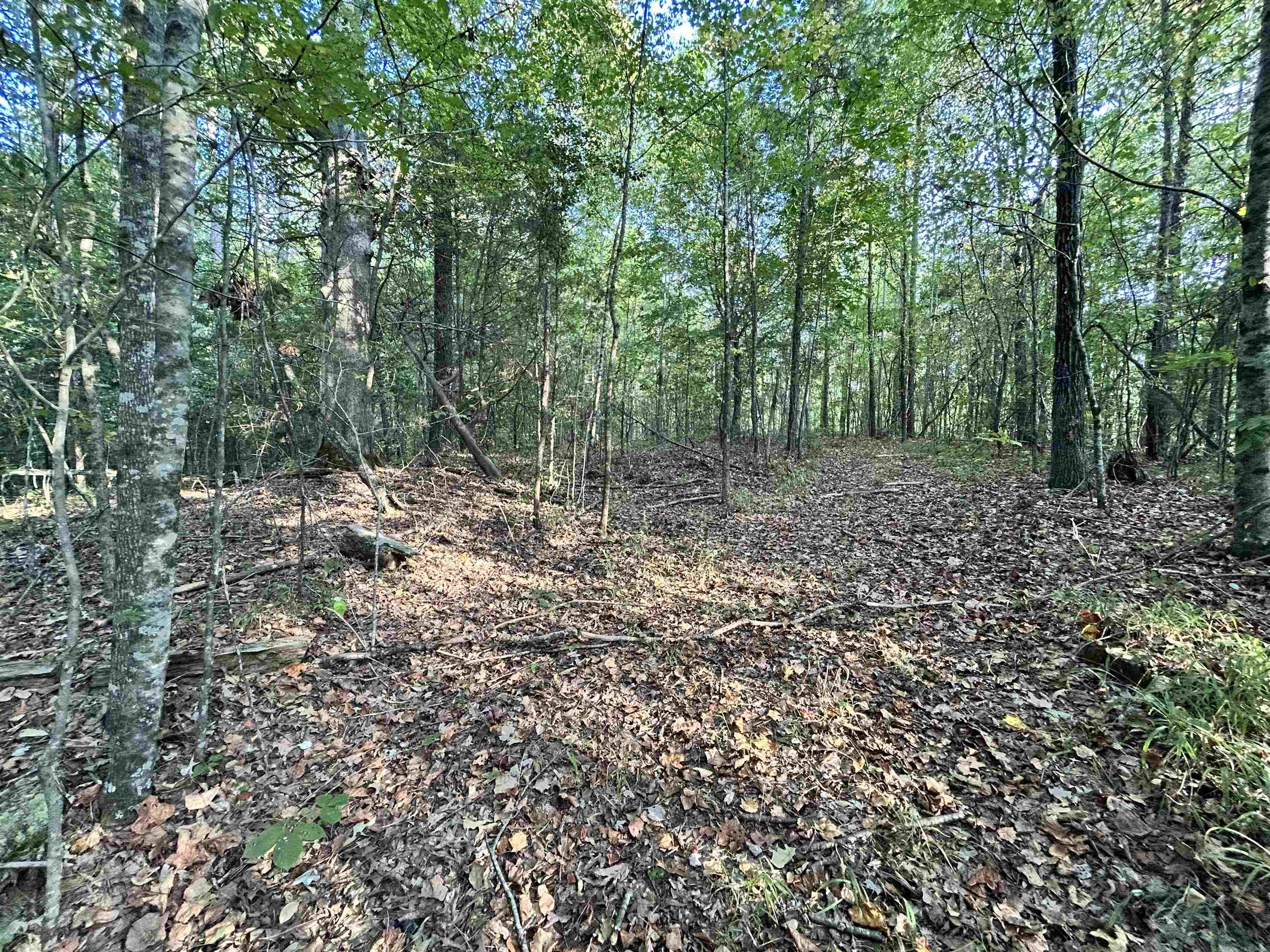 0 Cora Lane Bolivar, TN 38008 - Photo 19 of 24 a view of a forest with trees in the background
