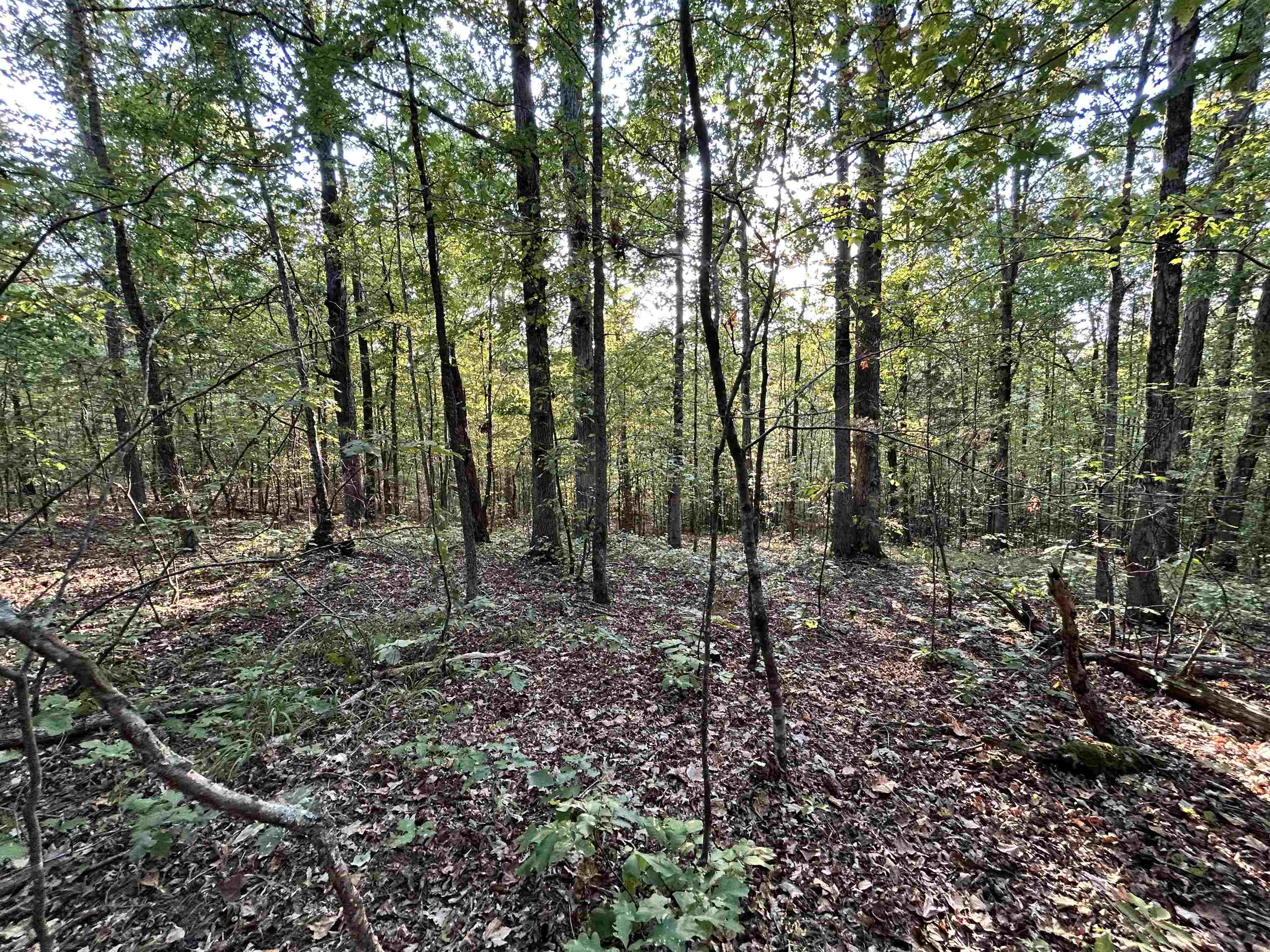 0 Cora Lane Bolivar, TN 38008 - Photo 21 of 24 a view of outdoor space and green space
