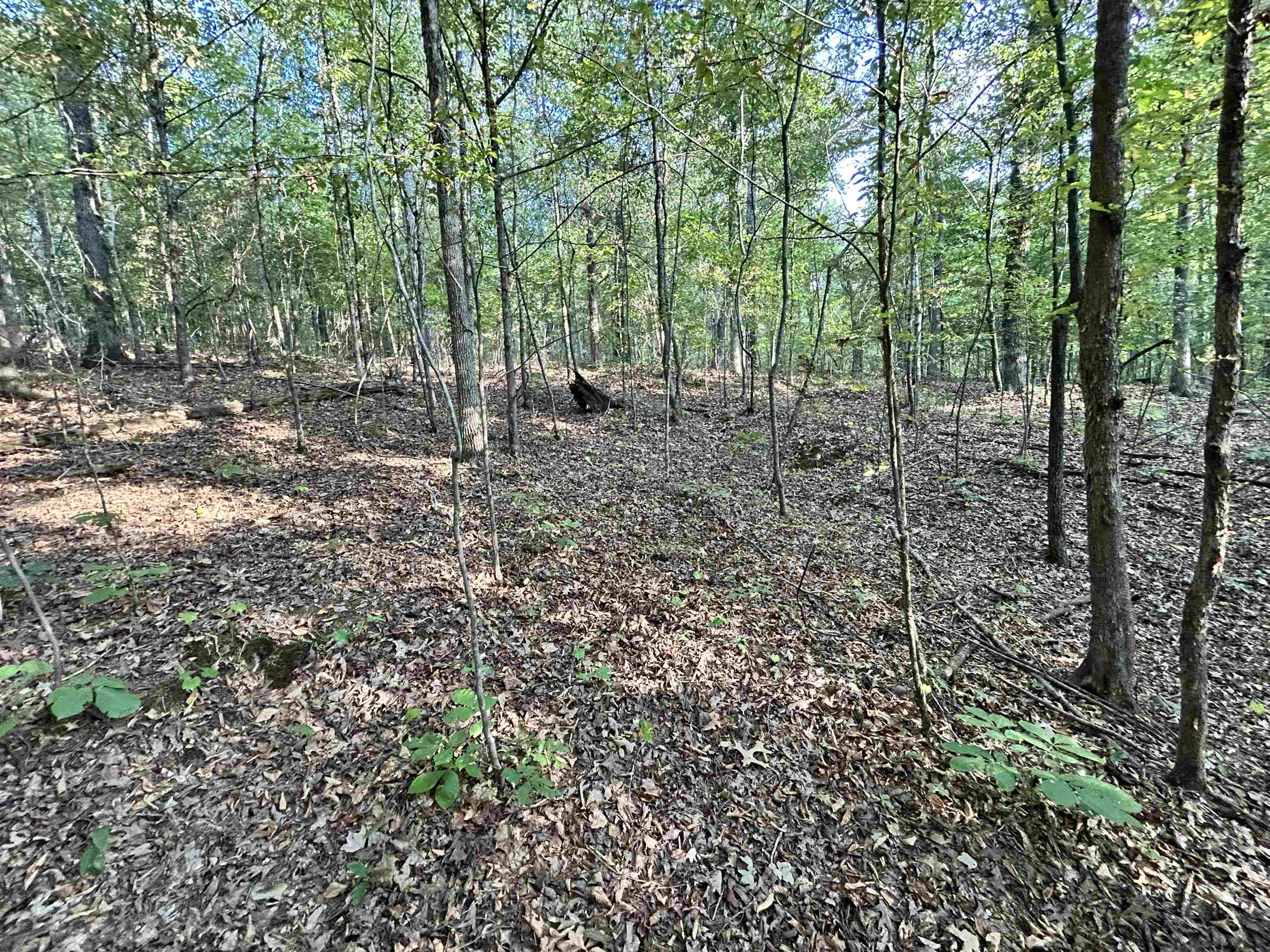 0 Cora Lane Bolivar, TN 38008 - Photo 22 of 24 a view of a forest with trees in the background