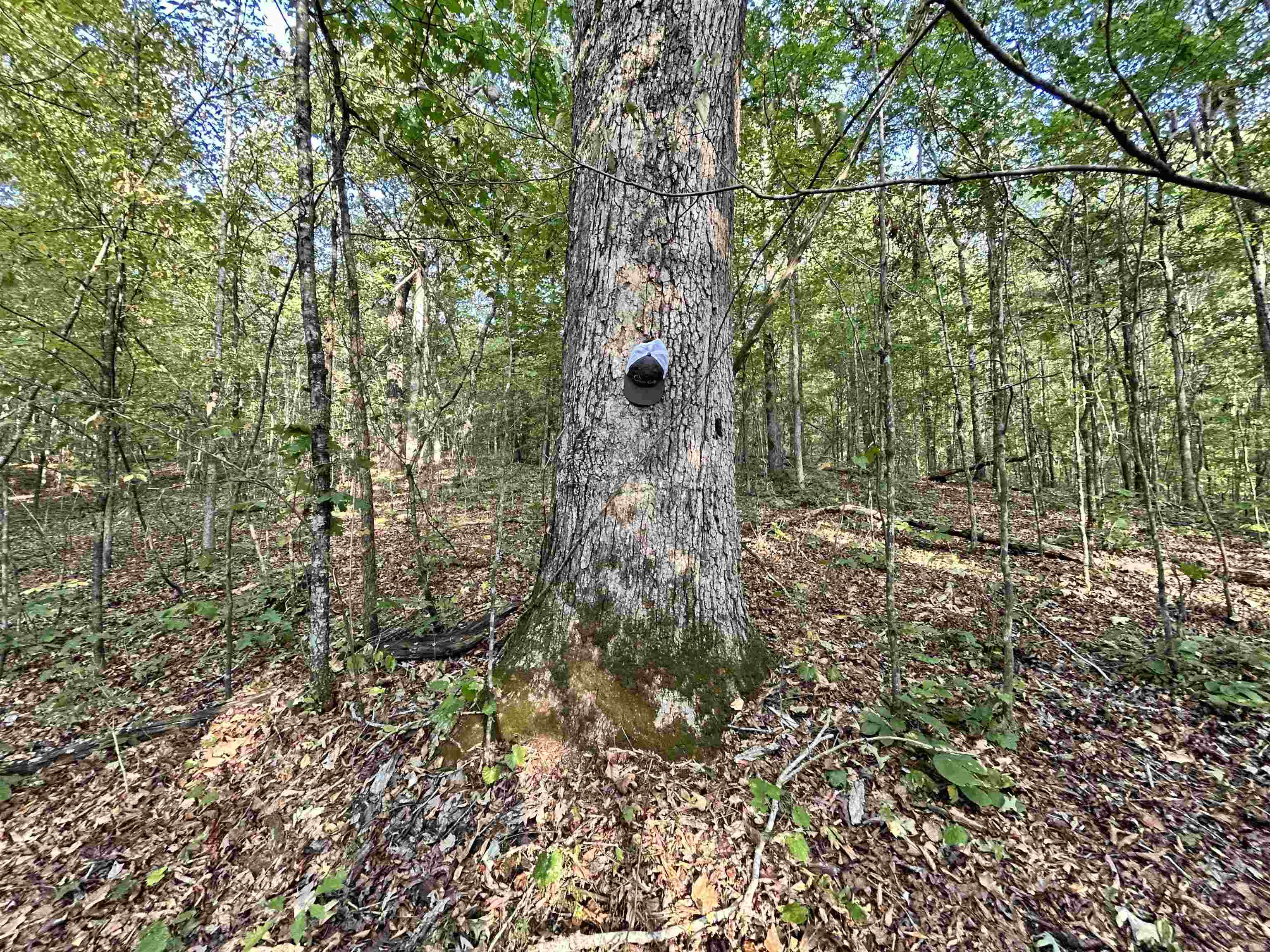 0 Cora Lane Bolivar, TN 38008 - Photo 23 of 24 a view of a forest with lots of trees