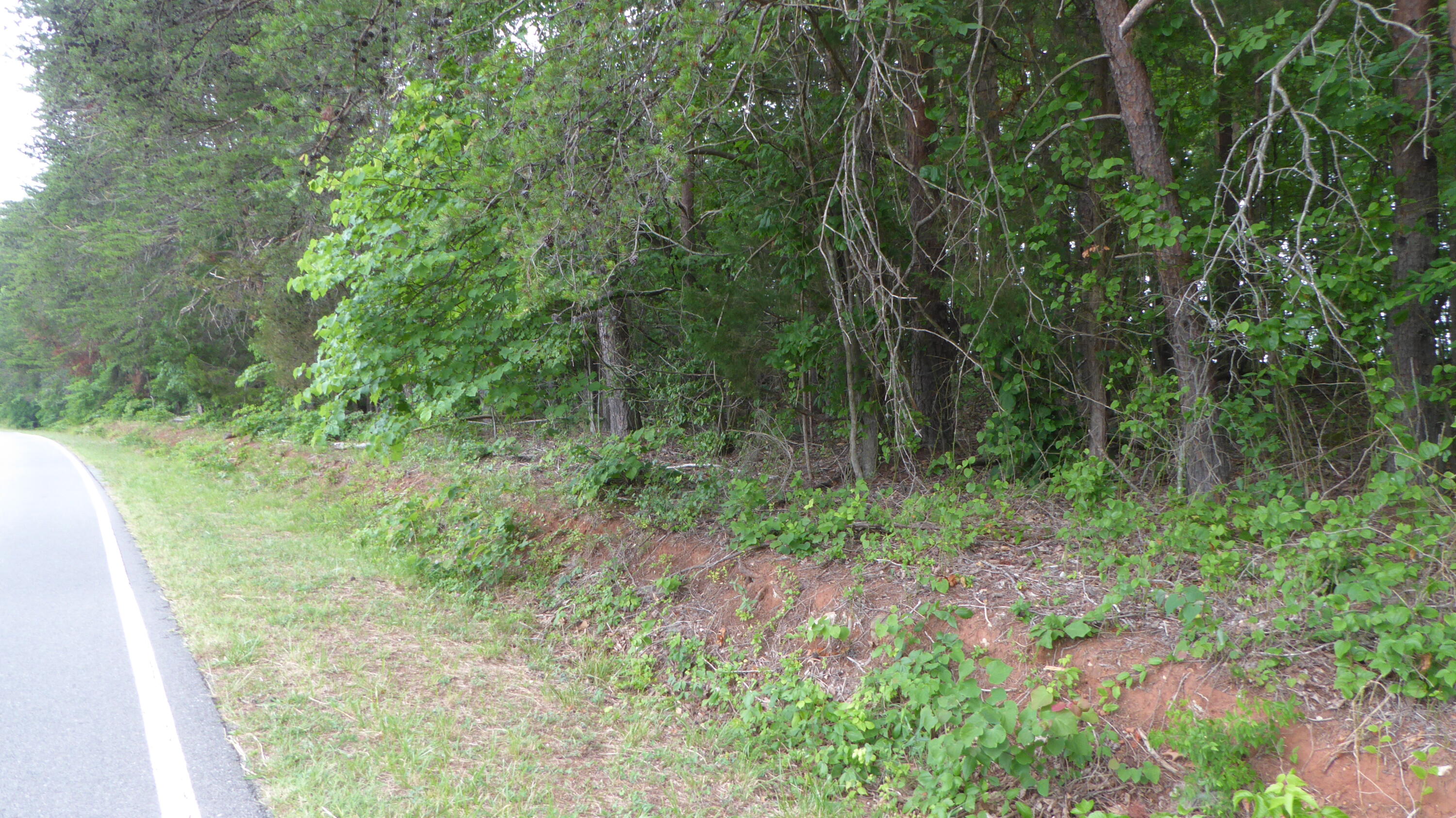0 Snow Creek Road Penhook, VA 24137 - Photo 4 of 6 a view of a lush green forest