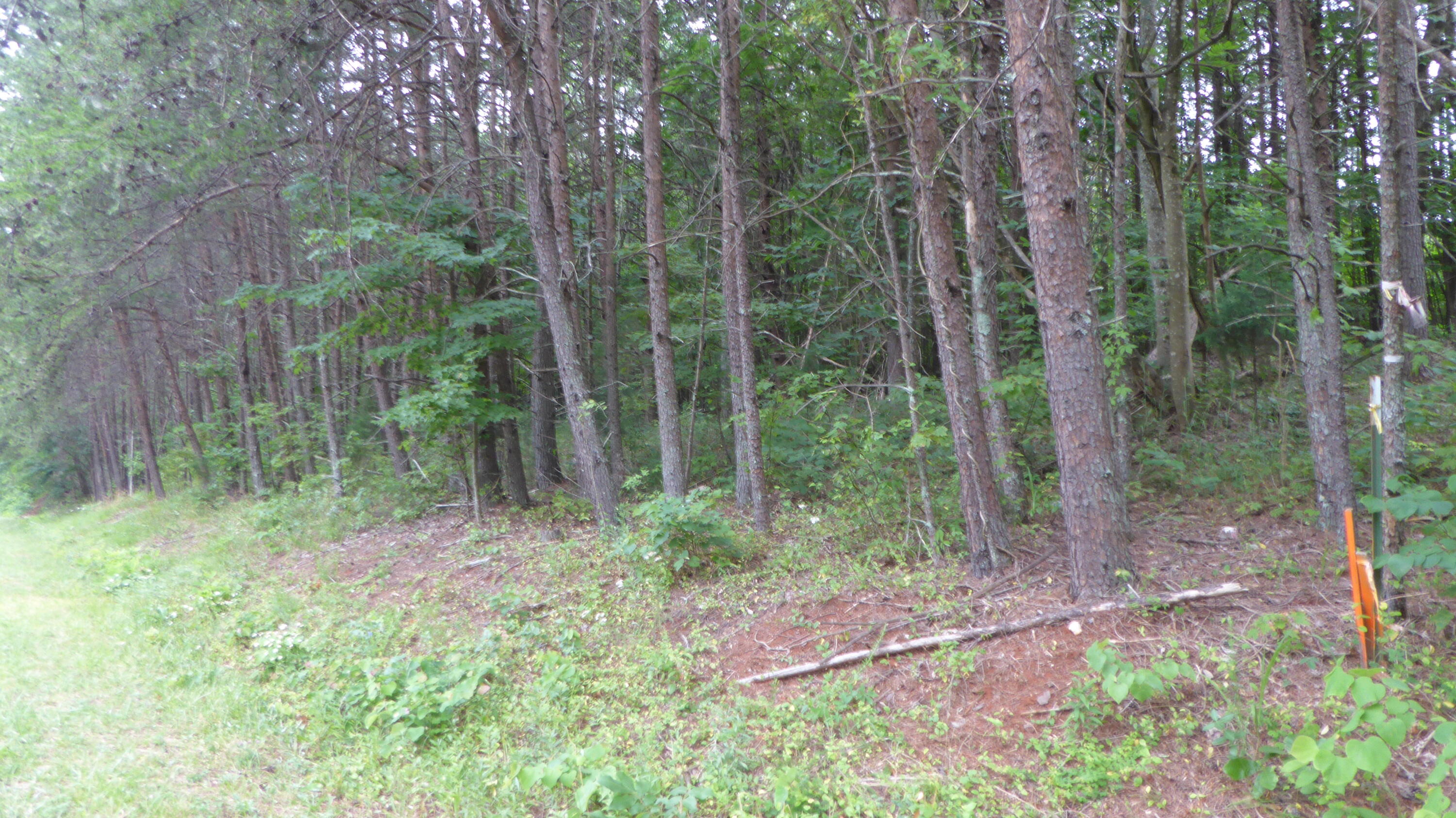 0 Snow Creek Road Penhook, VA 24137 - Photo 5 of 6 a view of a forest that has large trees