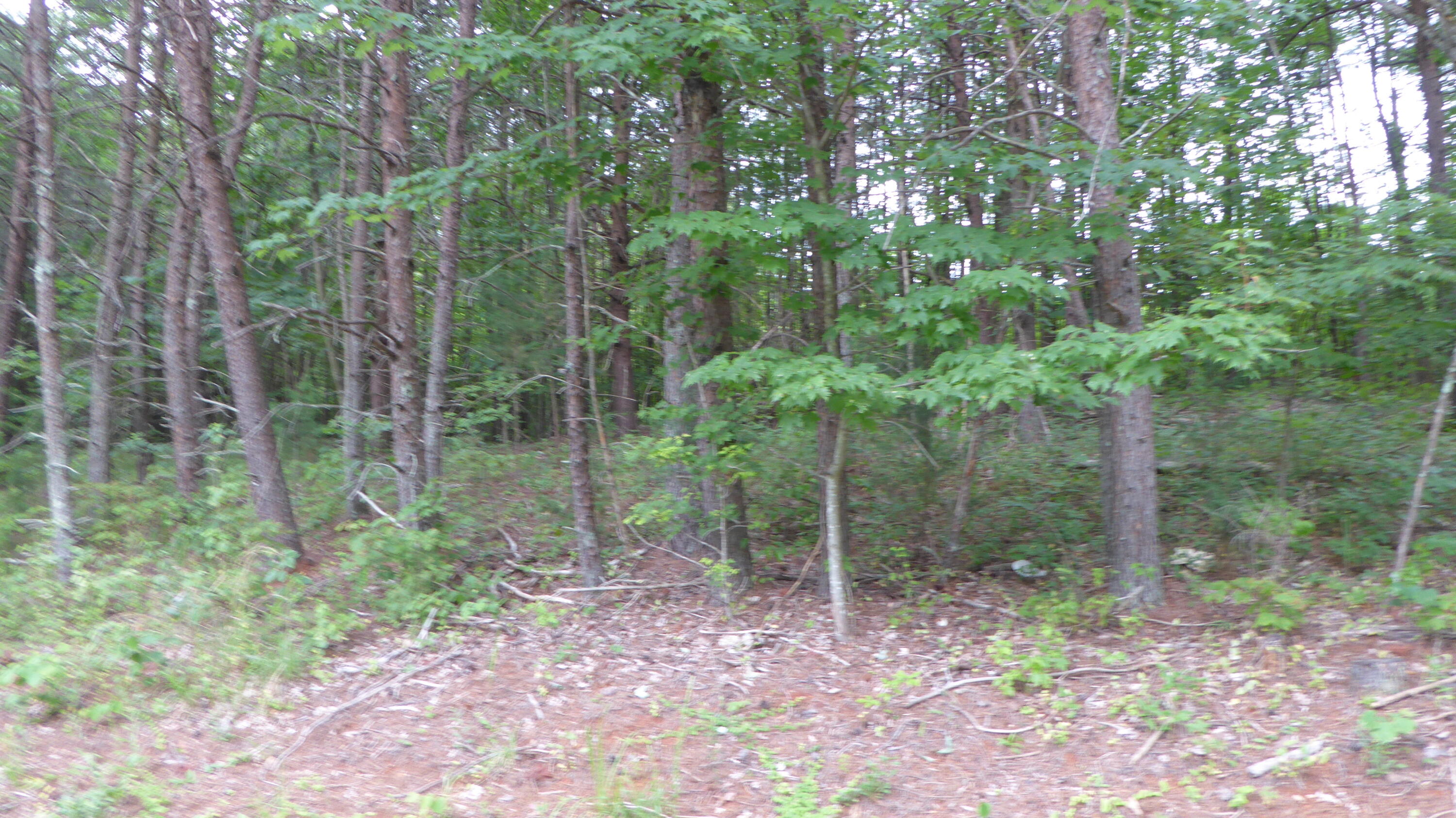 0 Snow Creek Road Penhook, VA 24137 - Photo 6 of 6 a view of a forest filled with trees