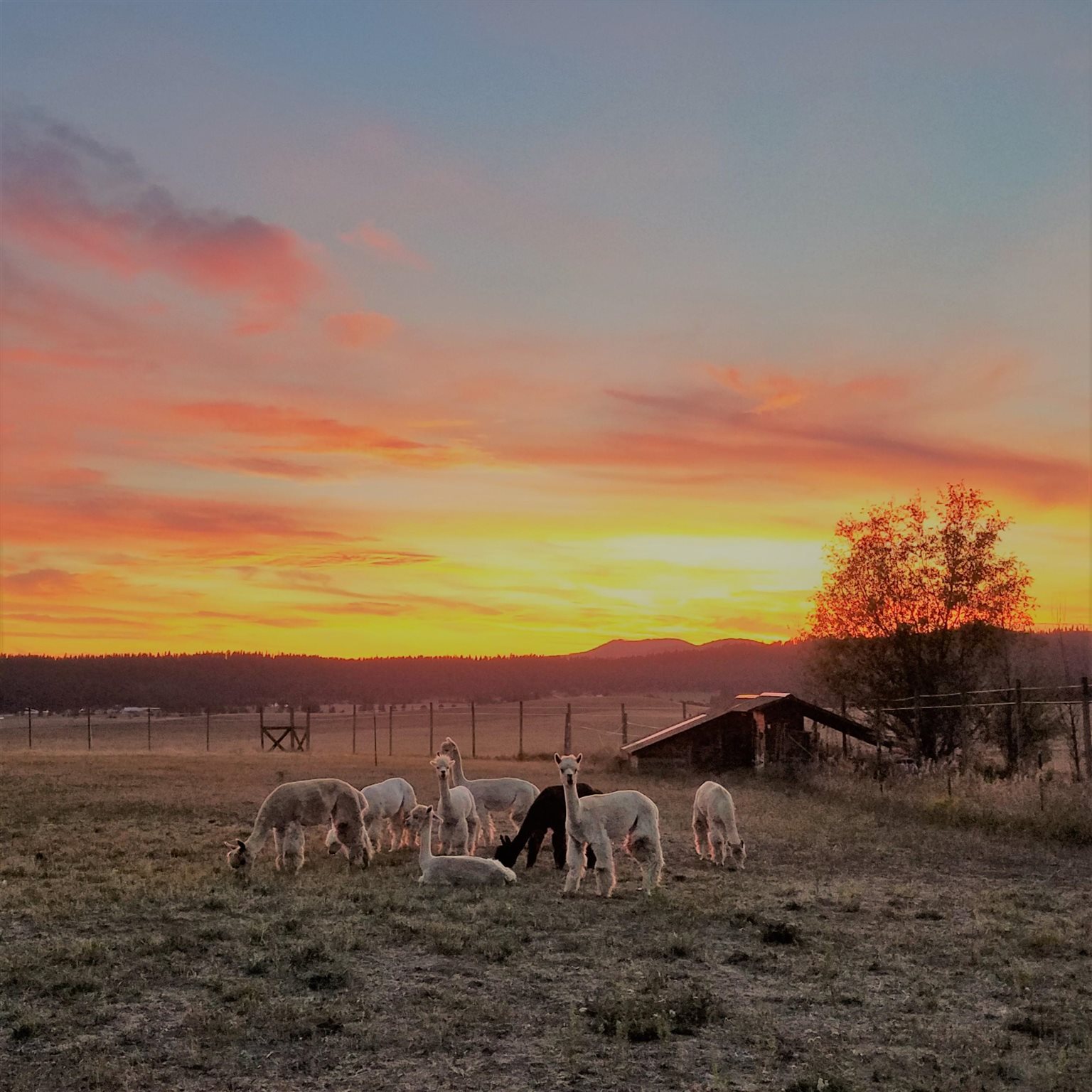 260 Milan Farms Road Elk, WA 99009 - Photo 36 of 49
