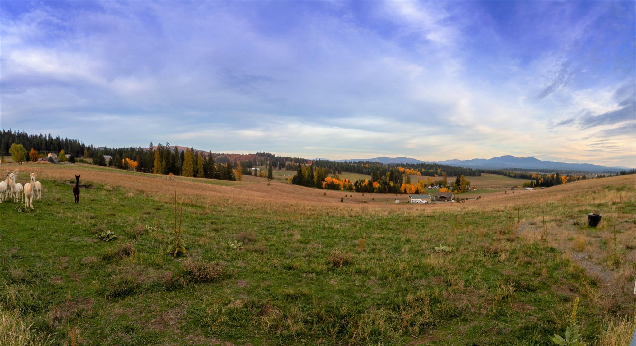 260 Milan Farms Road Elk, WA 99009 - Photo 42 of 49