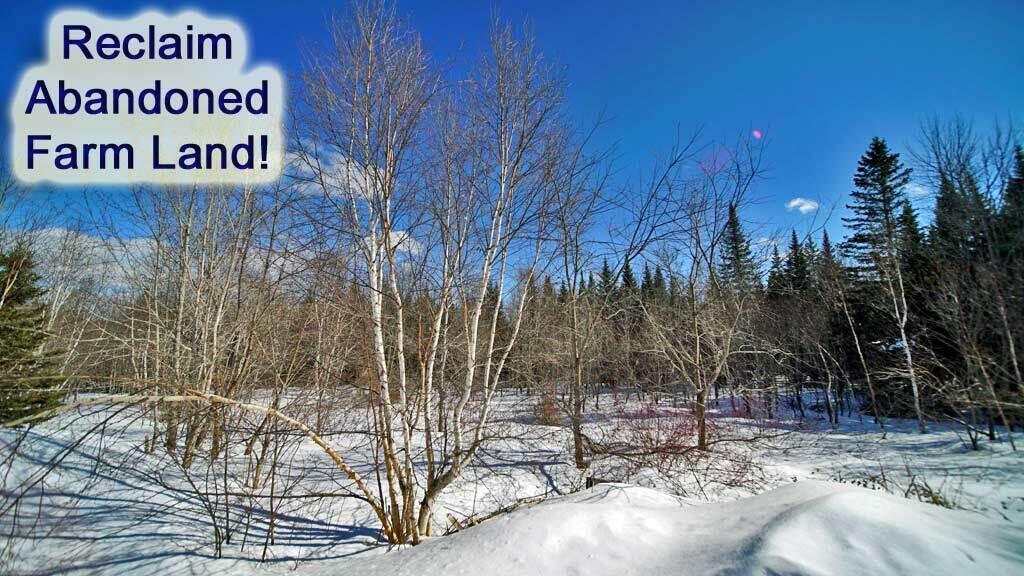 127 White Road Ludlow, ME 04730 - Photo 25 of 38 me-homesteading-land