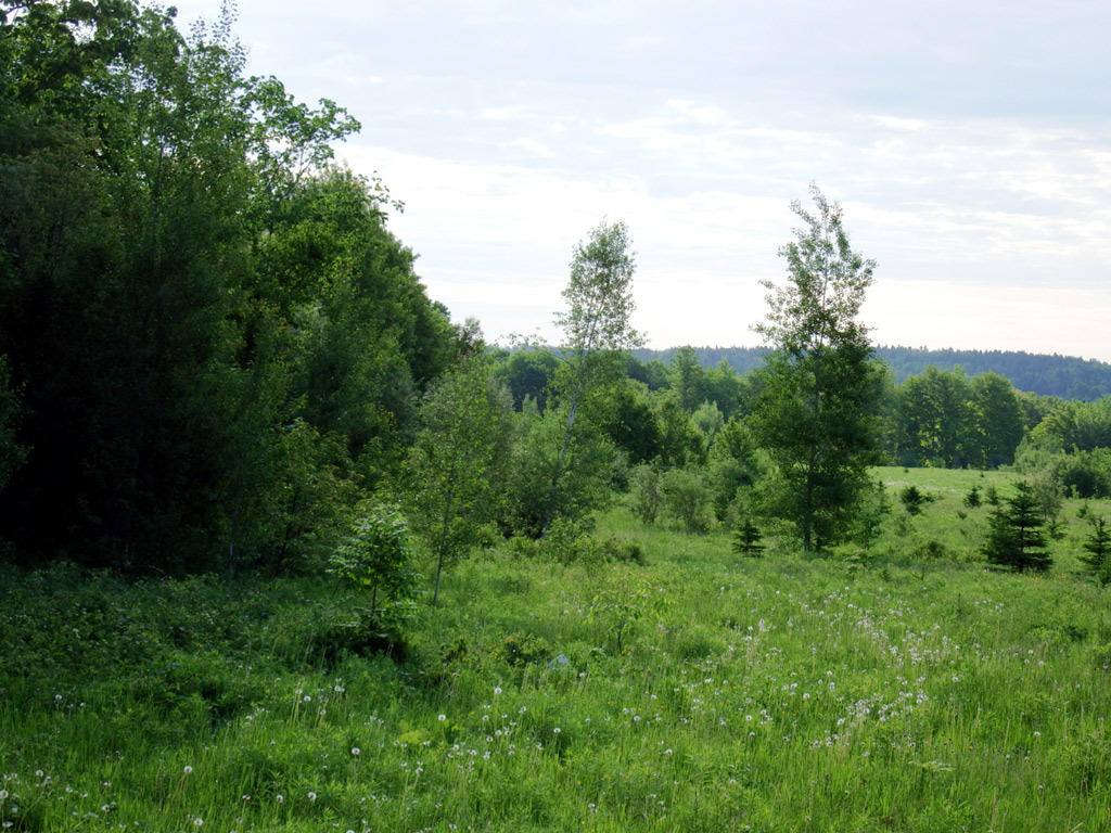 Lot 12 New Limerick Road Houlton, ME 04730 - Photo 15 of 32 maine-farms-linneus-1