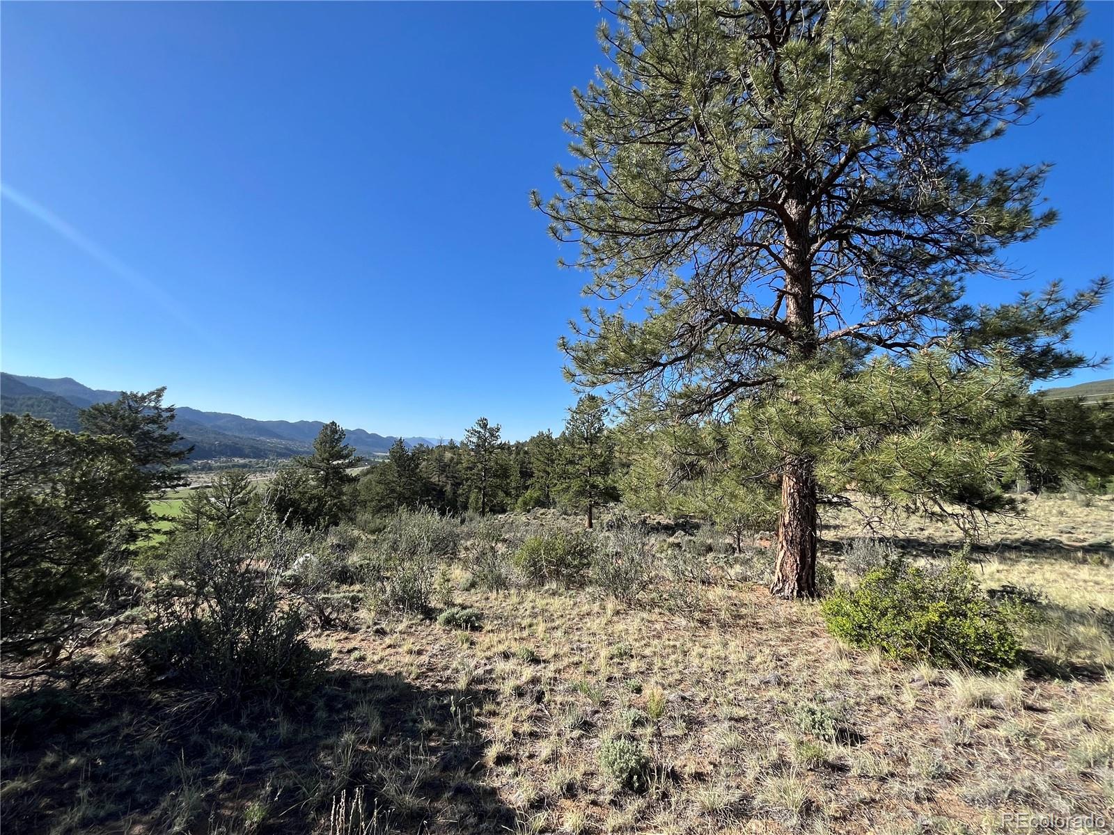 18322 South Lake Road Buena Vista, CO 81211 - Photo 13 of 22 a view of a forest filled with trees
