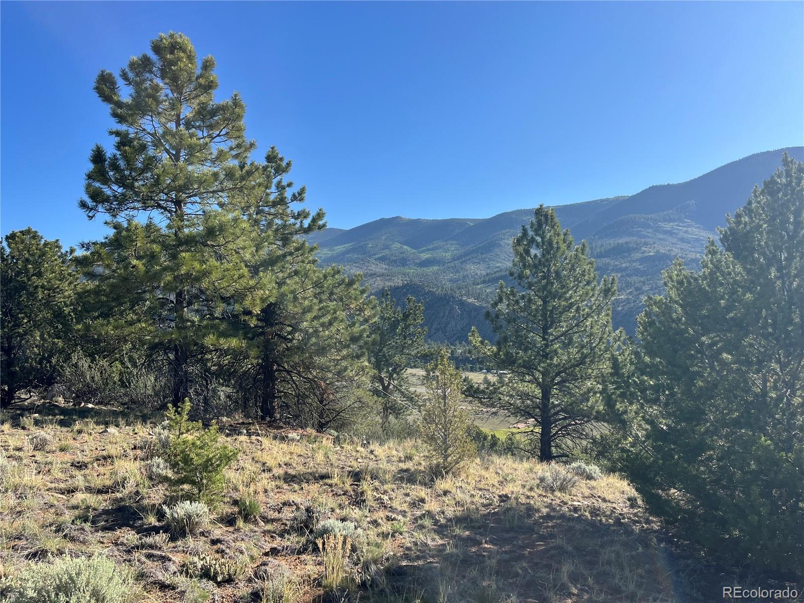 18322 South Lake Road Buena Vista, CO 81211 - Photo 3 of 22 a view of a yard with a tree
