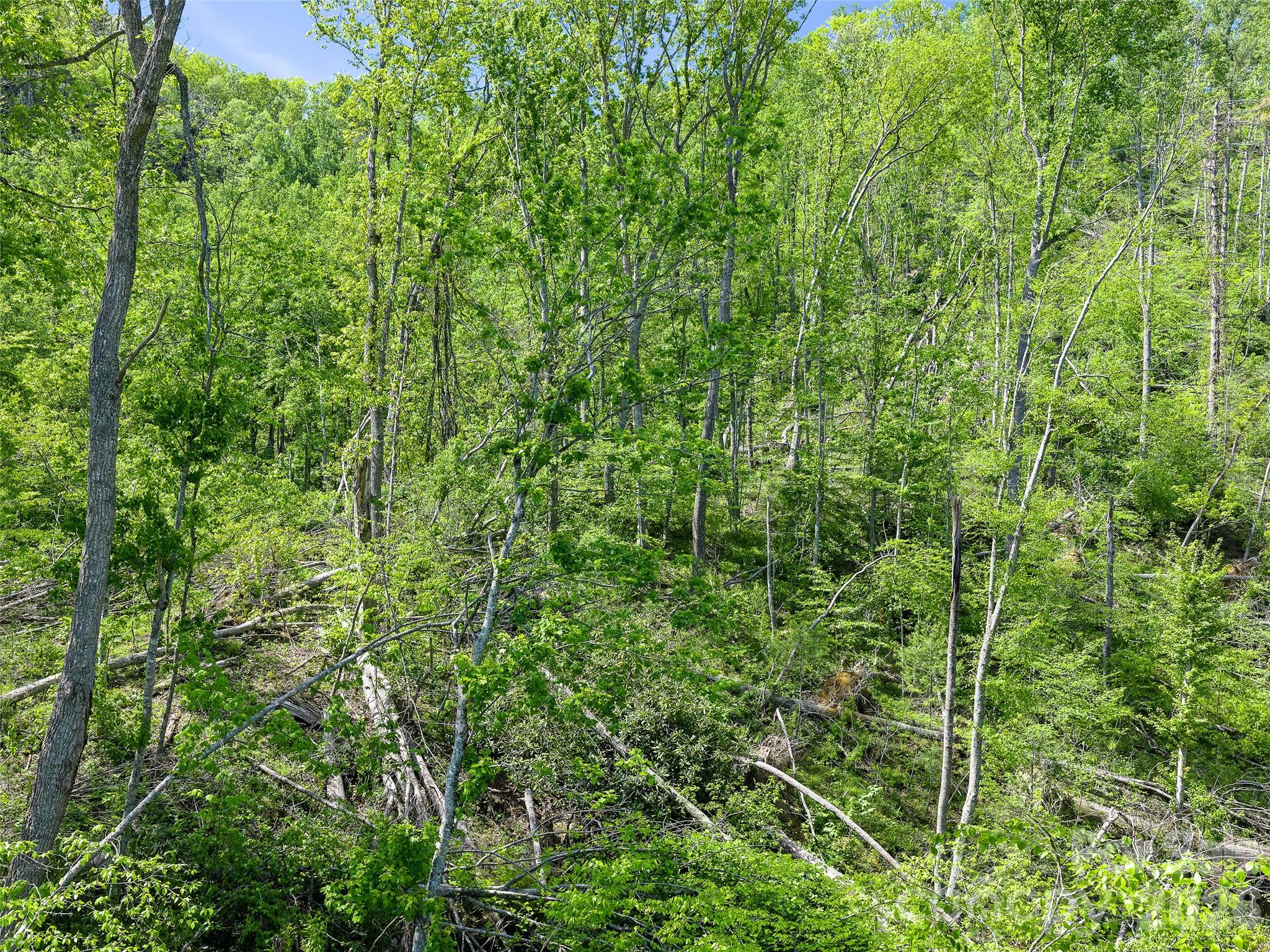 615 Fred Sparks Road Bakersville, NC 28705 - Photo 13 of 15 a view of a lush green forest
