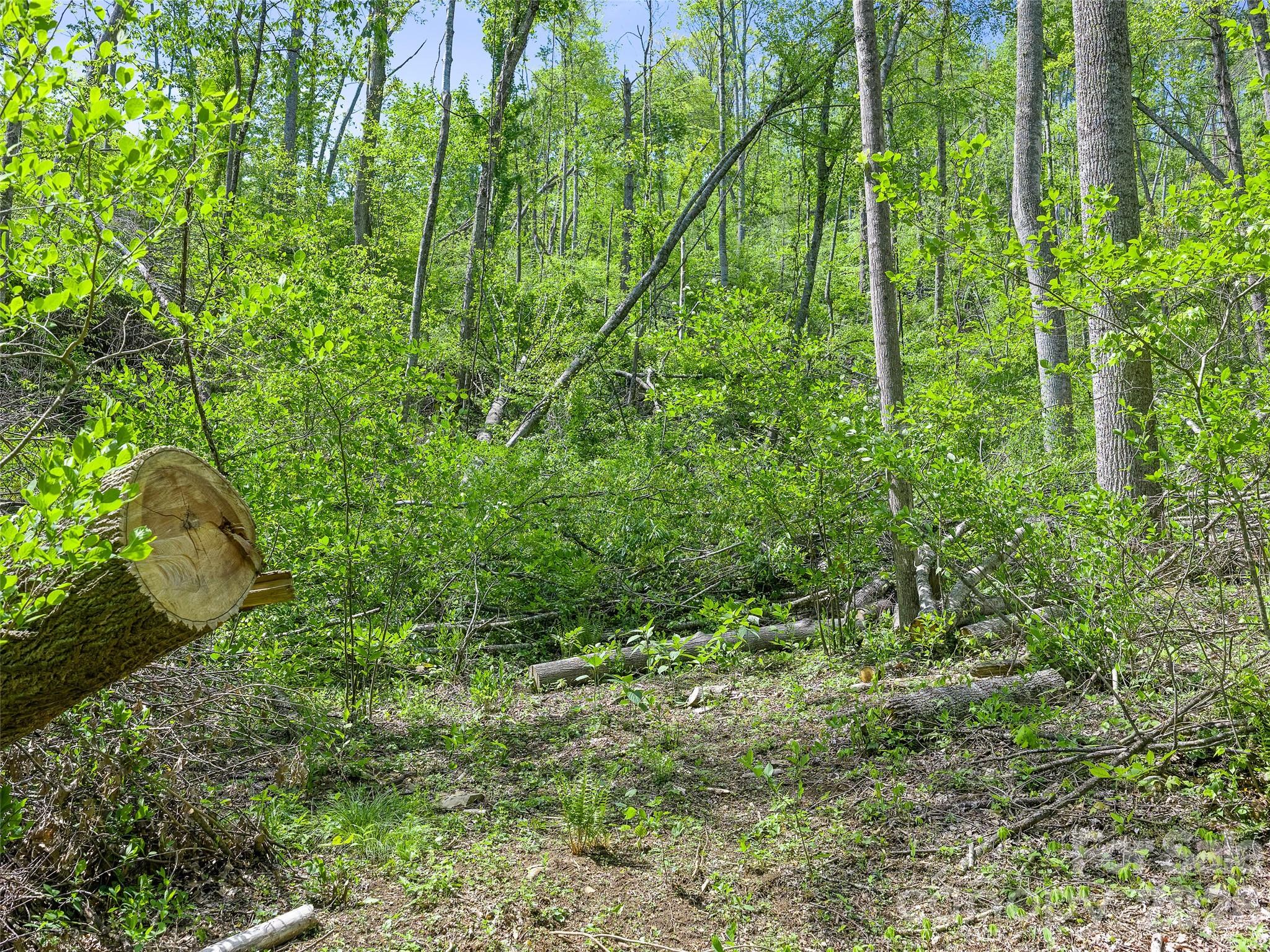 615 Fred Sparks Road Bakersville, NC 28705 - Photo 14 of 15 a plant view in yard