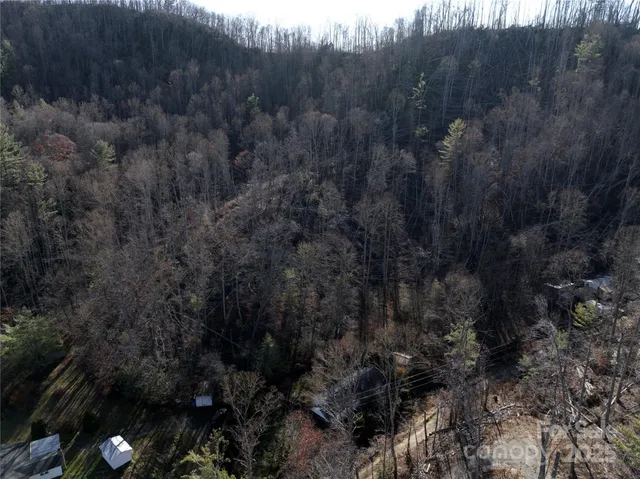 a view of a forest with a tree