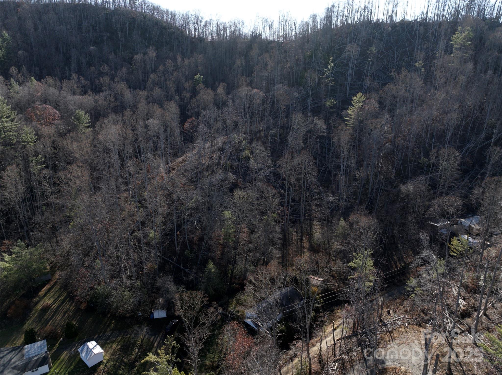 615 Fred Sparks Road Bakersville, NC 28705 - Photo 3 of 6 a view of a forest with a tree