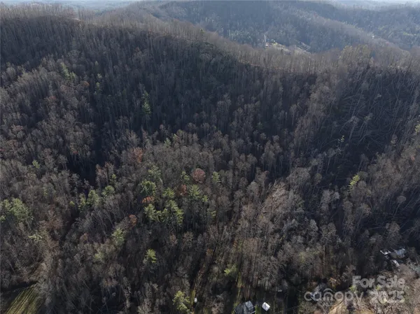 a view of a forest