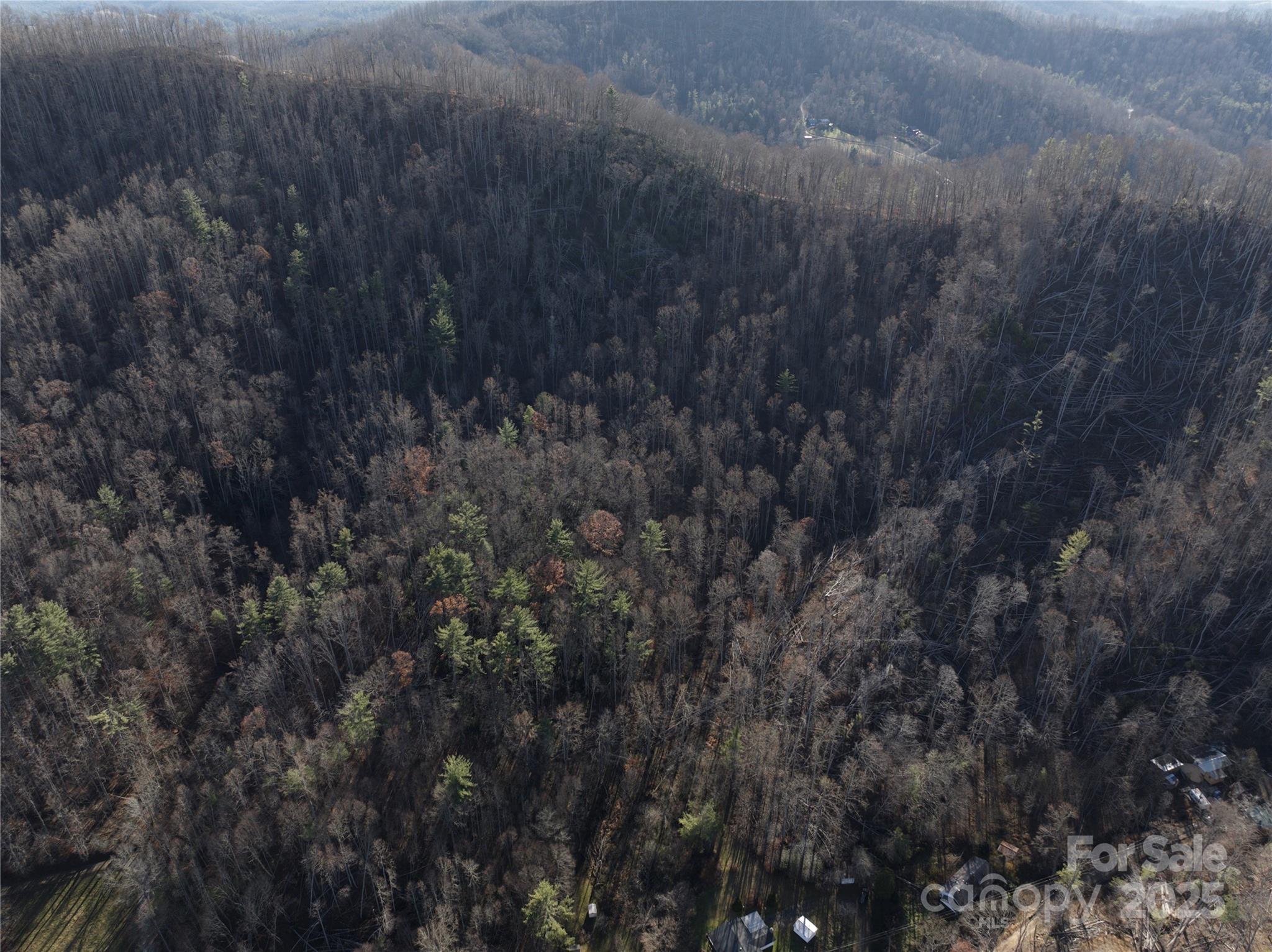 615 Fred Sparks Road Bakersville, NC 28705 - Photo 4 of 6 a view of a forest