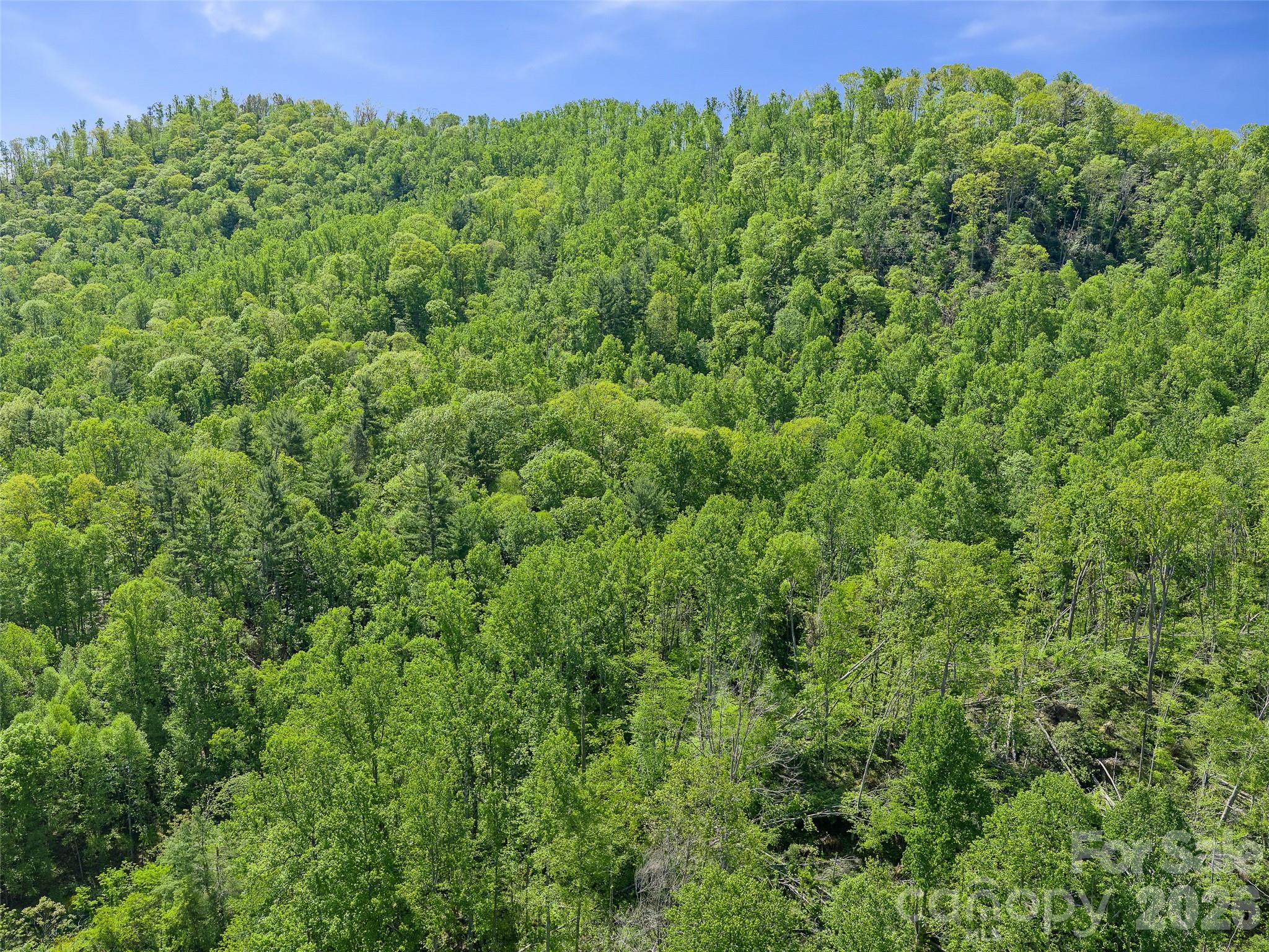 615 Fred Sparks Road Bakersville, NC 28705 - Photo 4 of 15 a view of a lush green forest