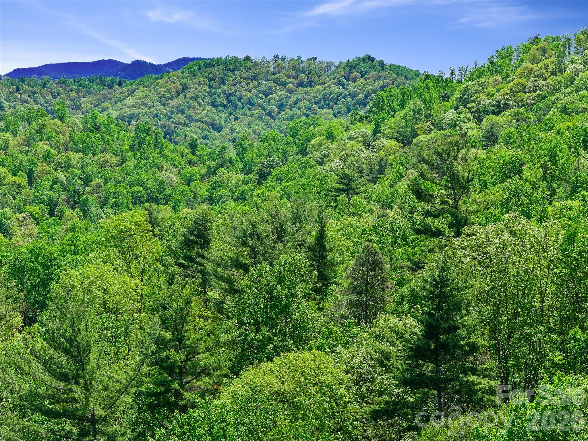 615 Fred Sparks Road Bakersville, NC 28705 - Photo 9 of 15 a view of a lush green forest with a house in the background