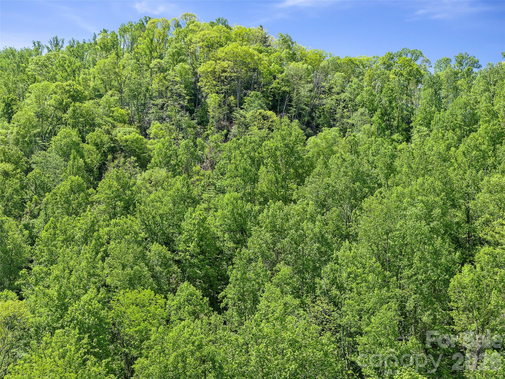 615 Fred Sparks Road Bakersville, NC 28705 - Photo 10 of 15 a view of a lush green forest with large trees