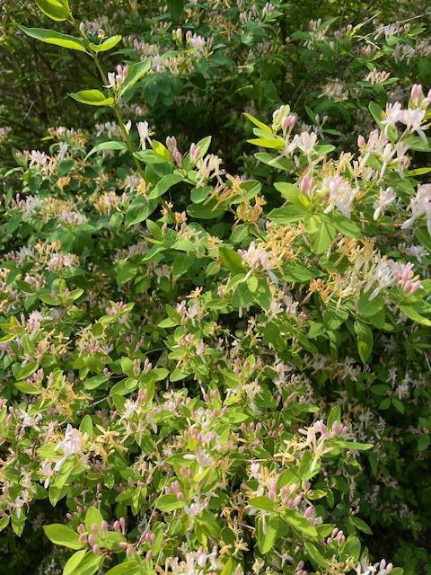 203 Garnet Head Road Pembroke, ME 04666 - Photo 13 of 91 IMG_6021