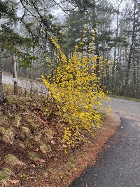 203 Garnet Head Road Pembroke, ME 04666 - Photo 79 of 91 IMG_5984