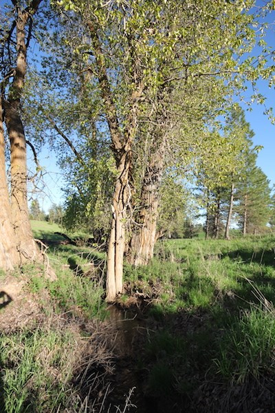 Nka South Marsh Road Rockford, WA 99030 - Photo 5 of 20 Gallery Image 5