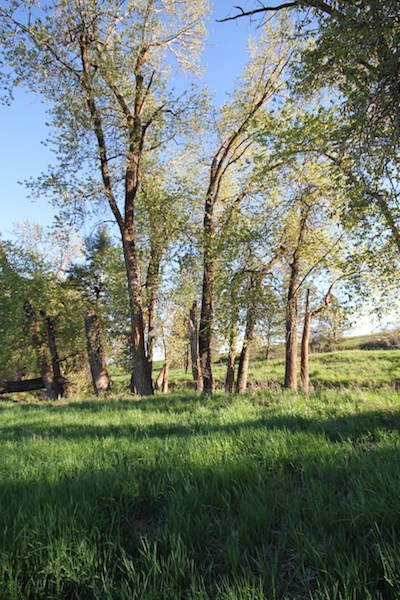 Nka South Marsh Road Rockford, WA 99030 - Photo 8 of 20 Gallery Image 8