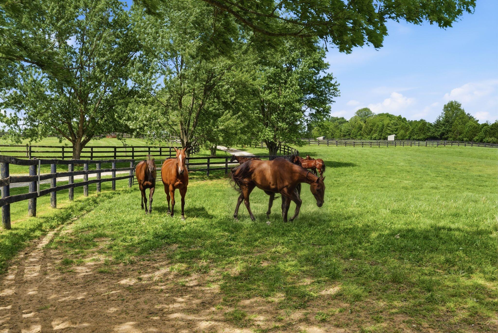 2549 Bethlehem Road Paris, KY 40361 - Photo 85 of 88 66_032_dsc05208