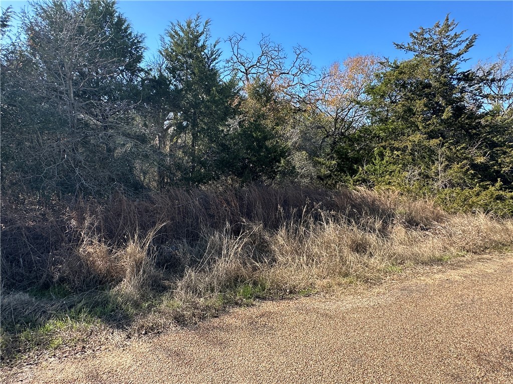 Tbd Lake View Loop Somerville, TX 77879 - Photo 4 of 6 View of local wilderness