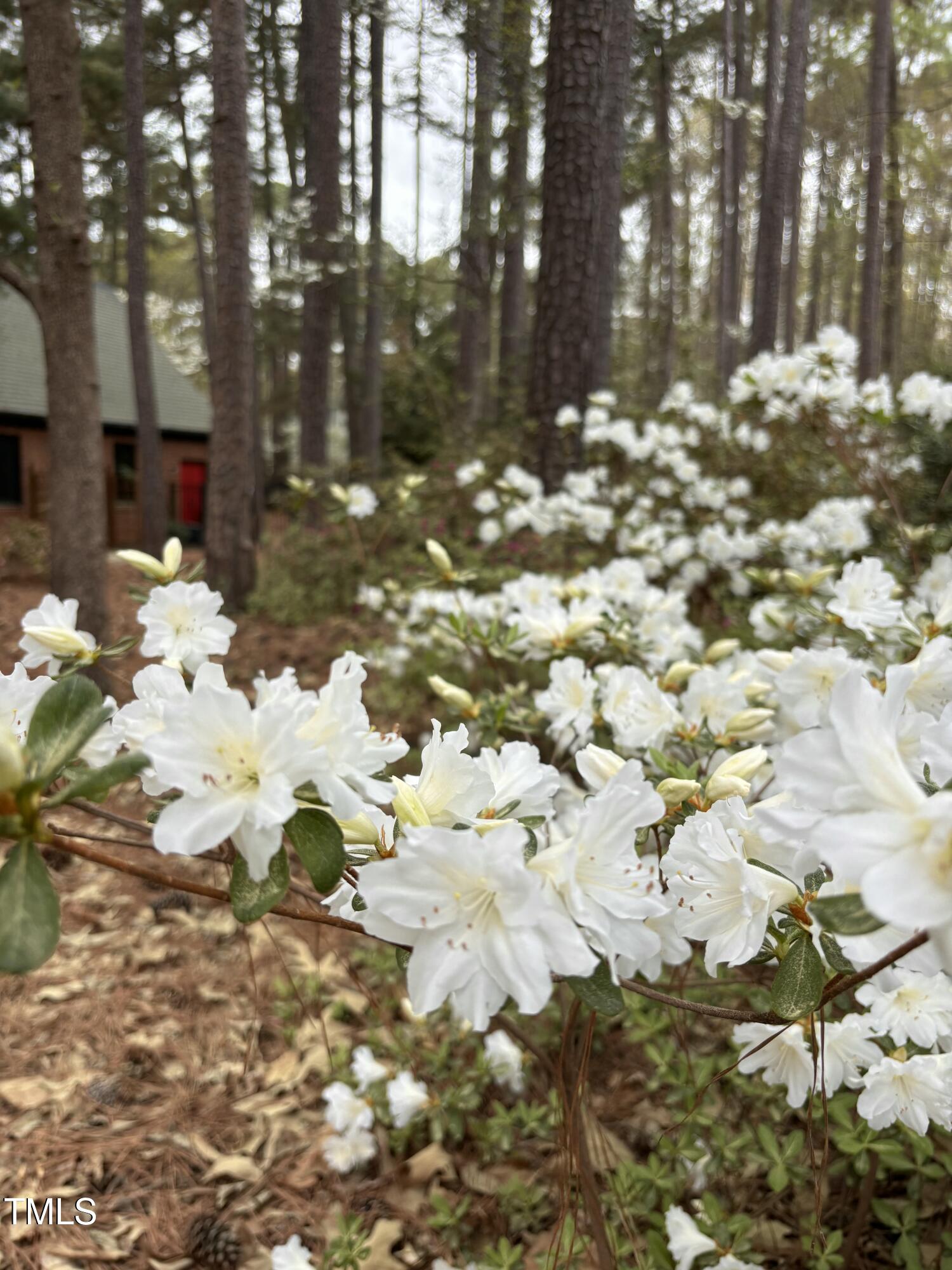917 Queensferry Road Cary, NC 27511 - Photo 44 of 52 Backyard Flowers