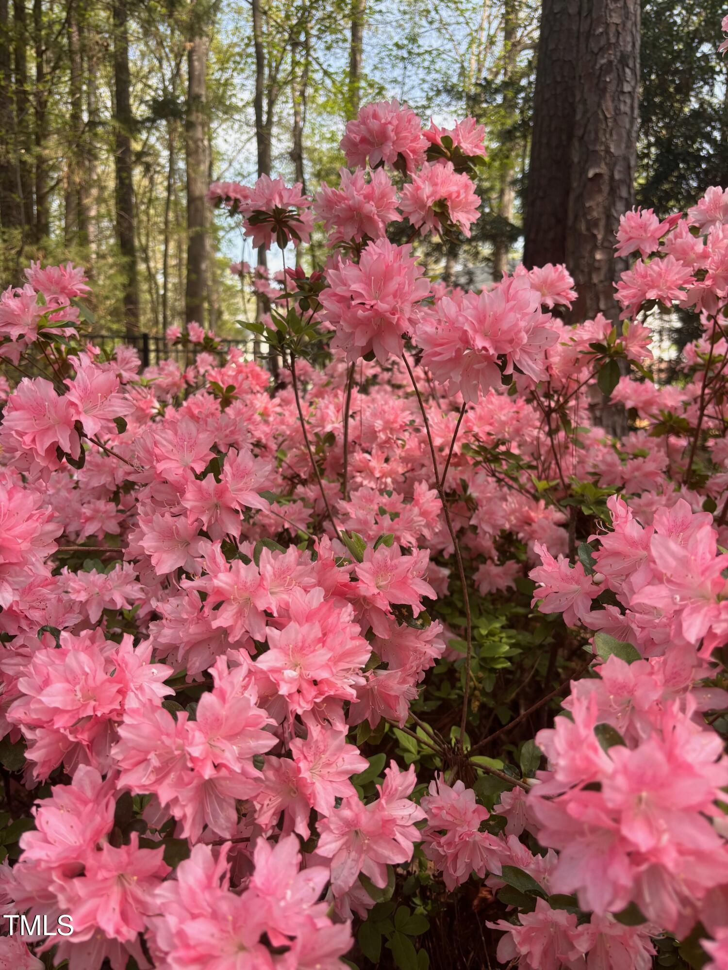 917 Queensferry Road Cary, NC 27511 - Photo 50 of 52 Azaleas Galore