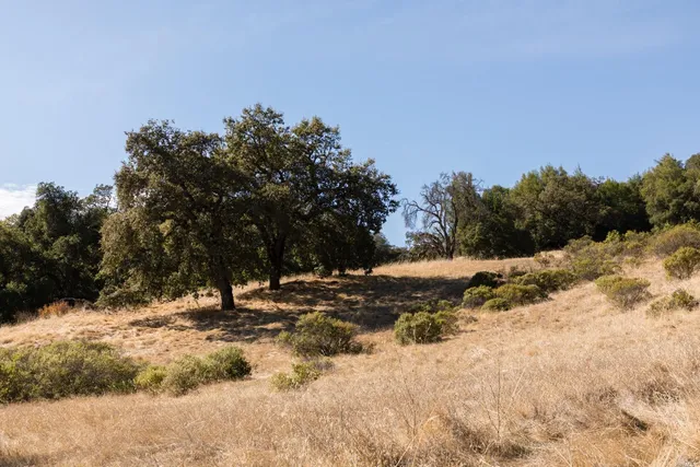 a view of a tree in front of a house