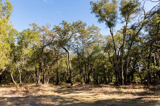 a view of a tree with tree in the background