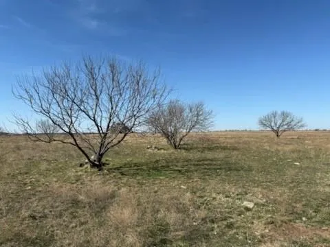 a view of beach and tree
