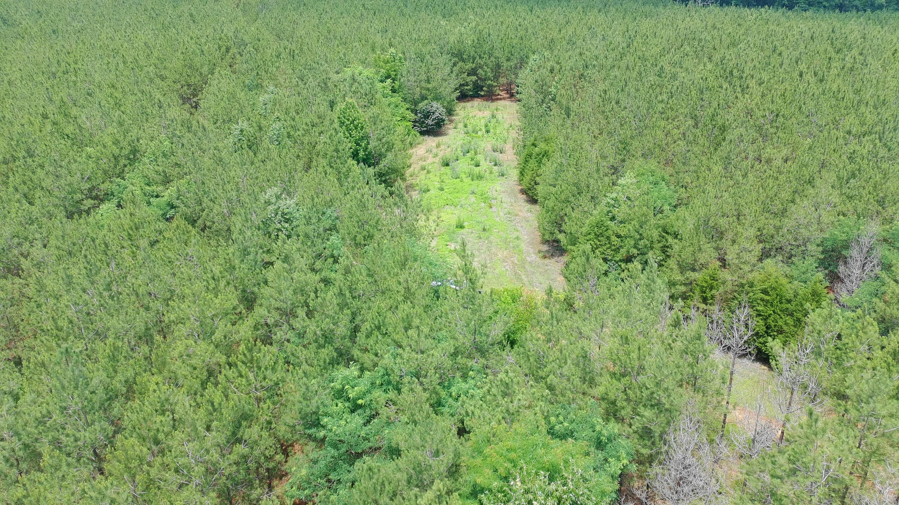 Tbd Pineywood Road, Unit TBD Saluda, SC 29138 - Photo 12 of 17