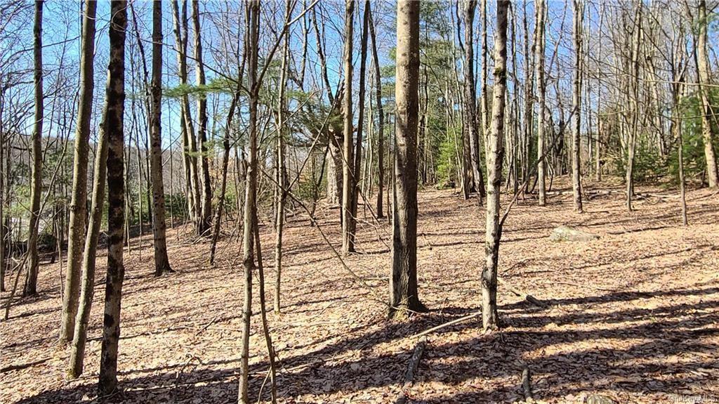 17 And Old Rt 17 Harris, NY 12742 - Photo 15 of 19 View of local wilderness