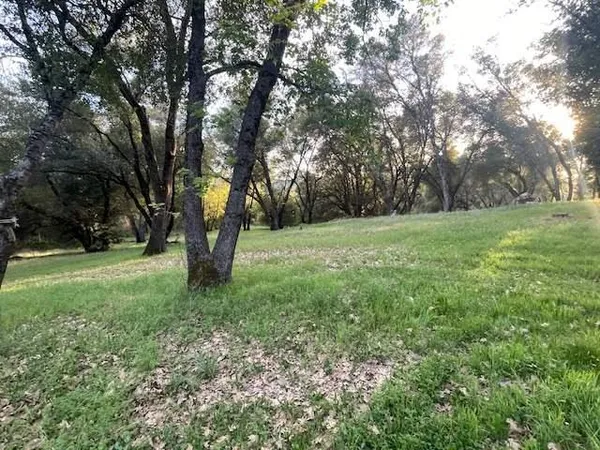 a big yard with lots of green space and trees