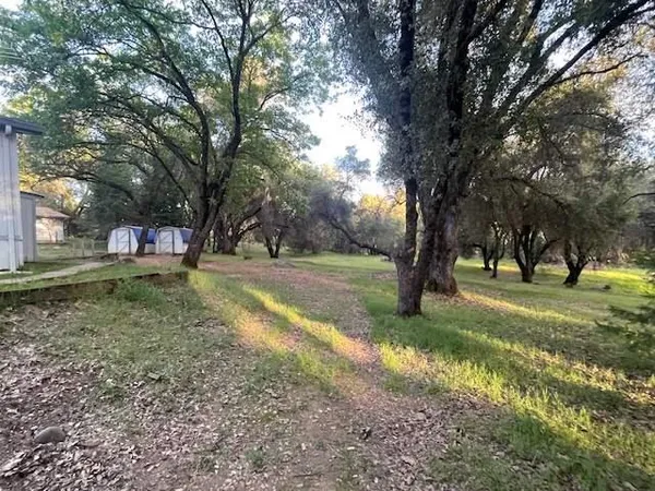 a view of a tree in the middle of a yard