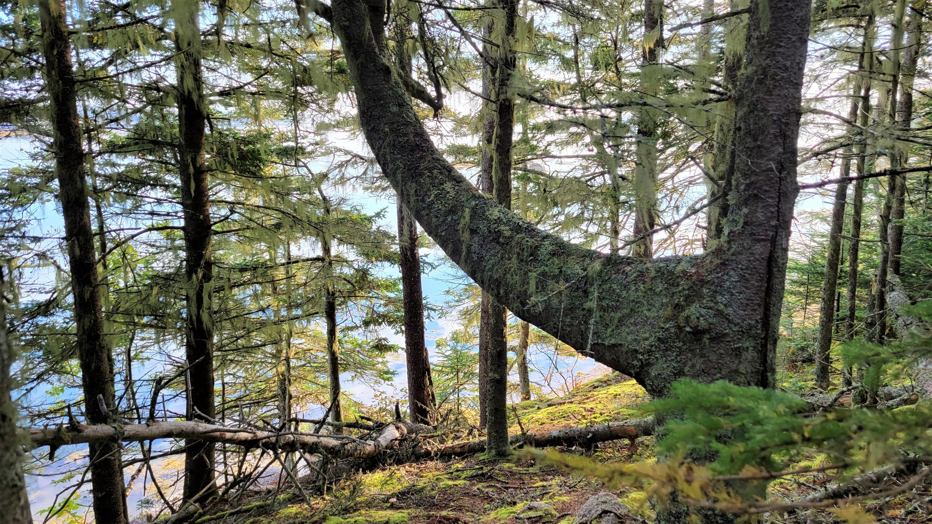 0 Sunshine Road Deer Isle, ME 04627 - Photo 13 of 20 Beach 10