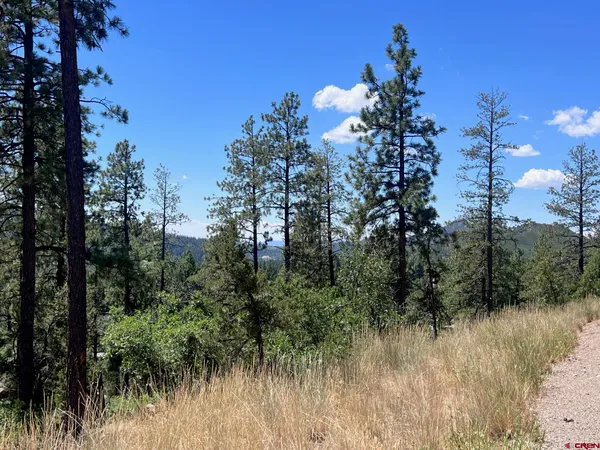 a view of a forest filled with trees