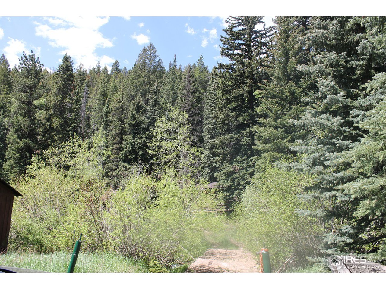 31433 Buckhorn Road Bellvue, CO 80512 - Photo 38 of 39 Lots of Old Growth Trees!