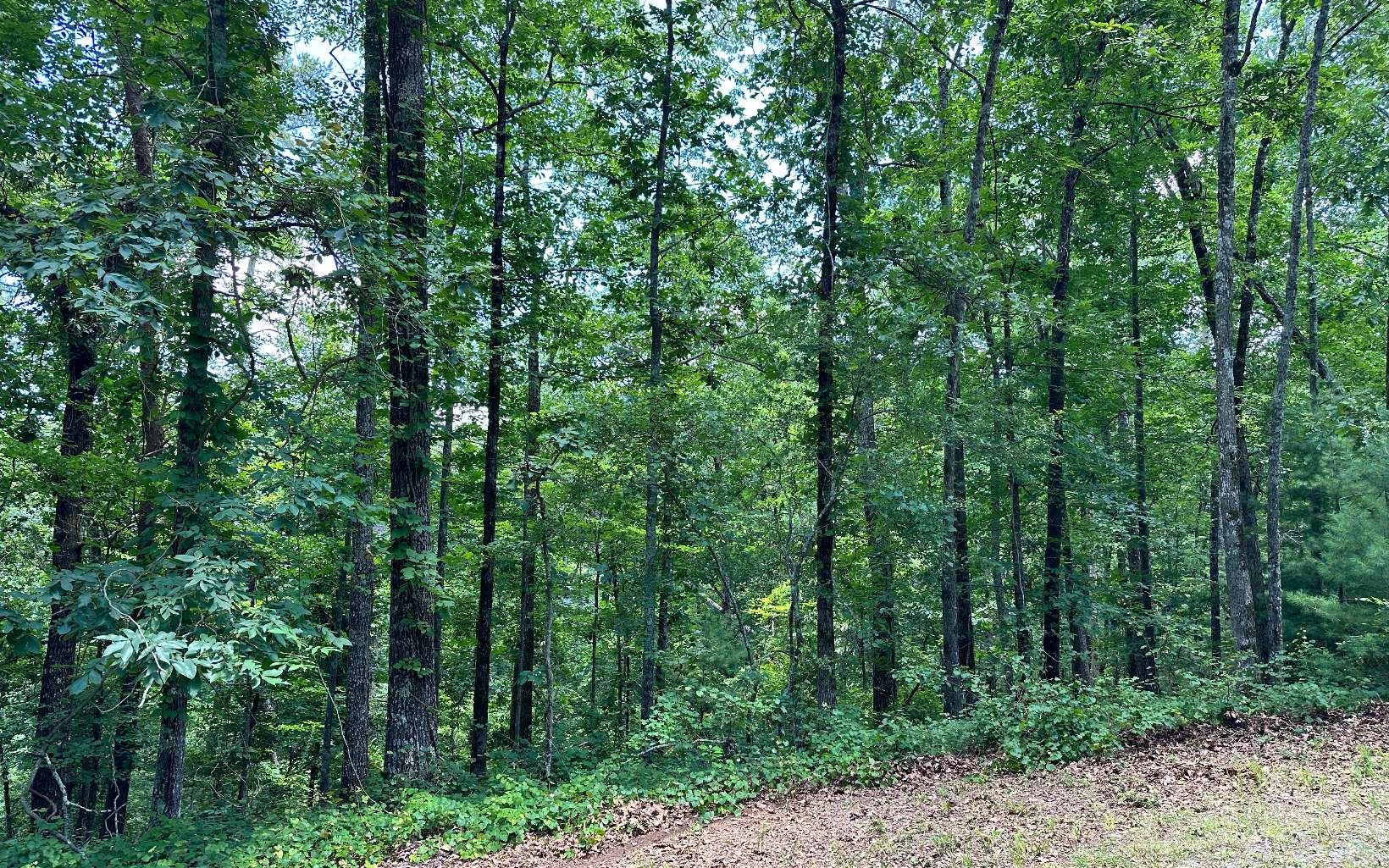 1719 Rebekah Ridge Road Talking Rock, GA 30175 - Photo 4 of 6 Additional View