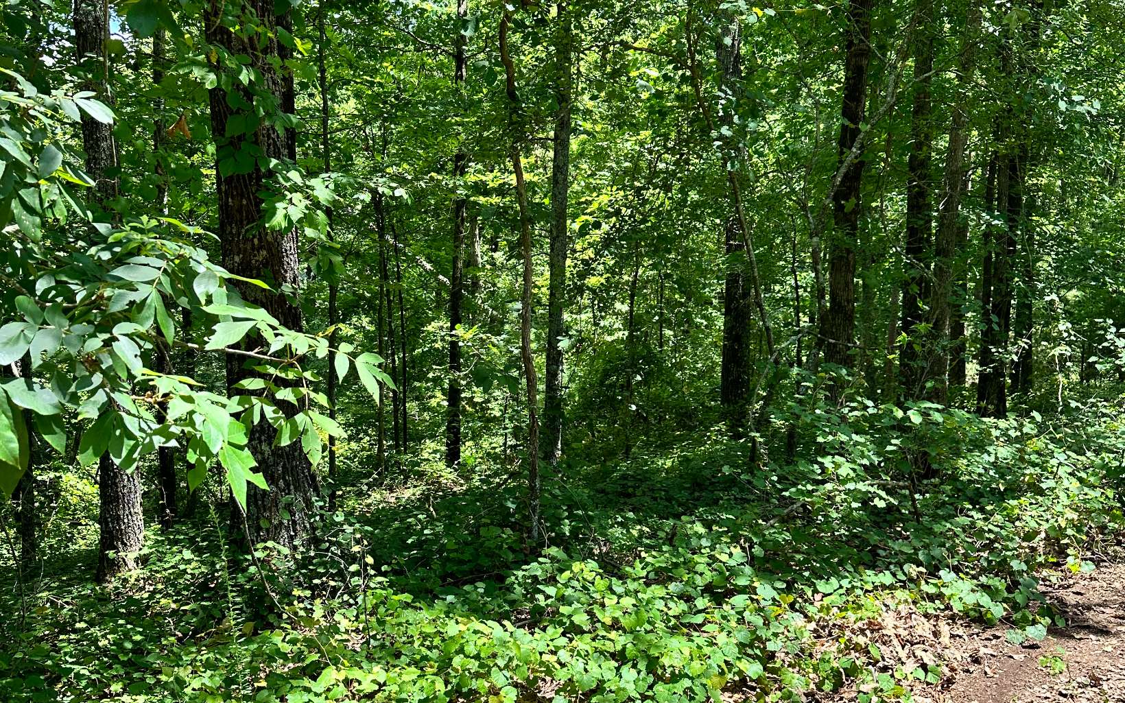 1719 Rebekah Ridge Road Talking Rock, GA 30175 - Photo 5 of 6 Additional View