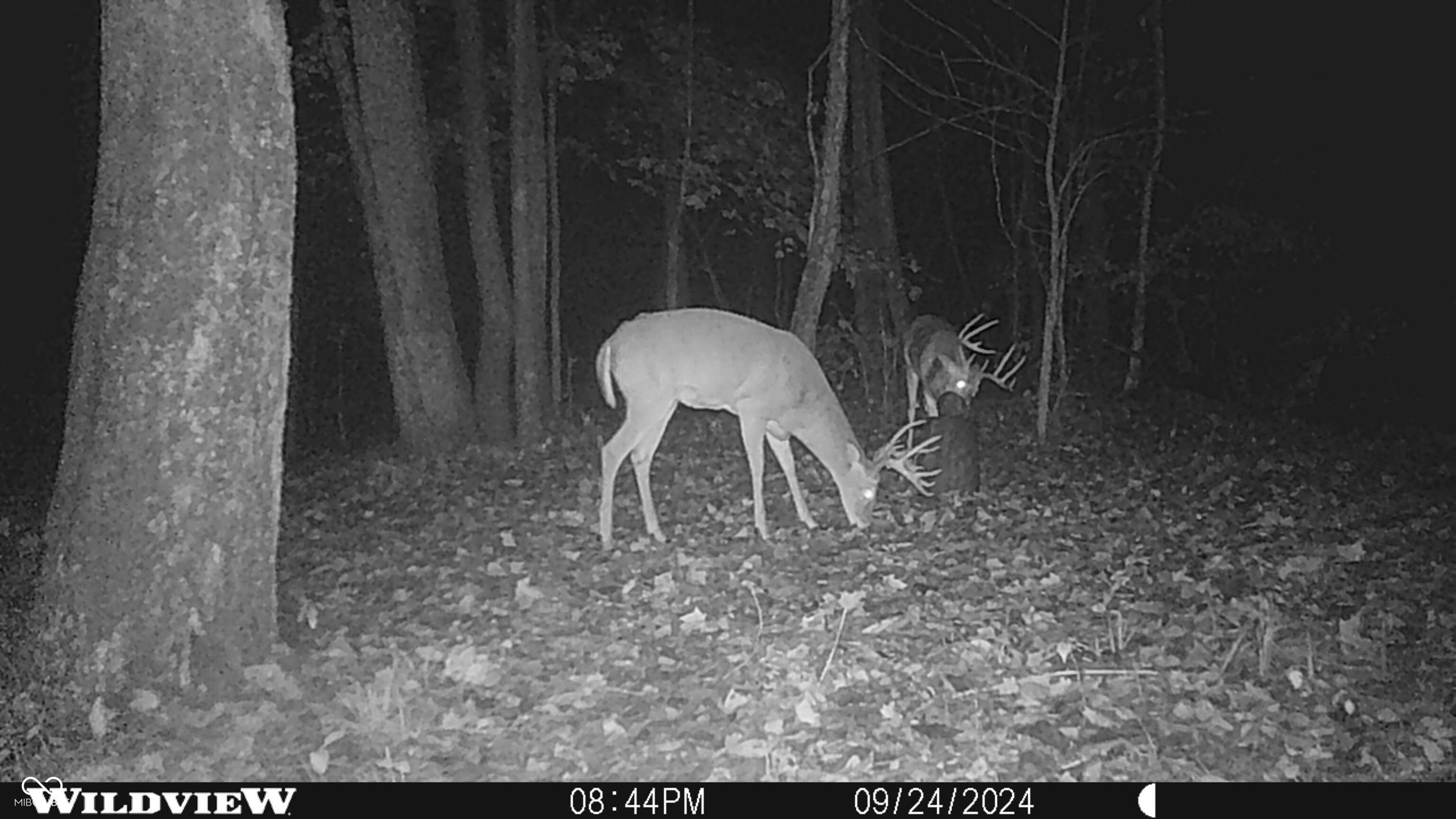 2933 Saluda Hl Road Hanover, IN 47243 - Photo 86 of 122