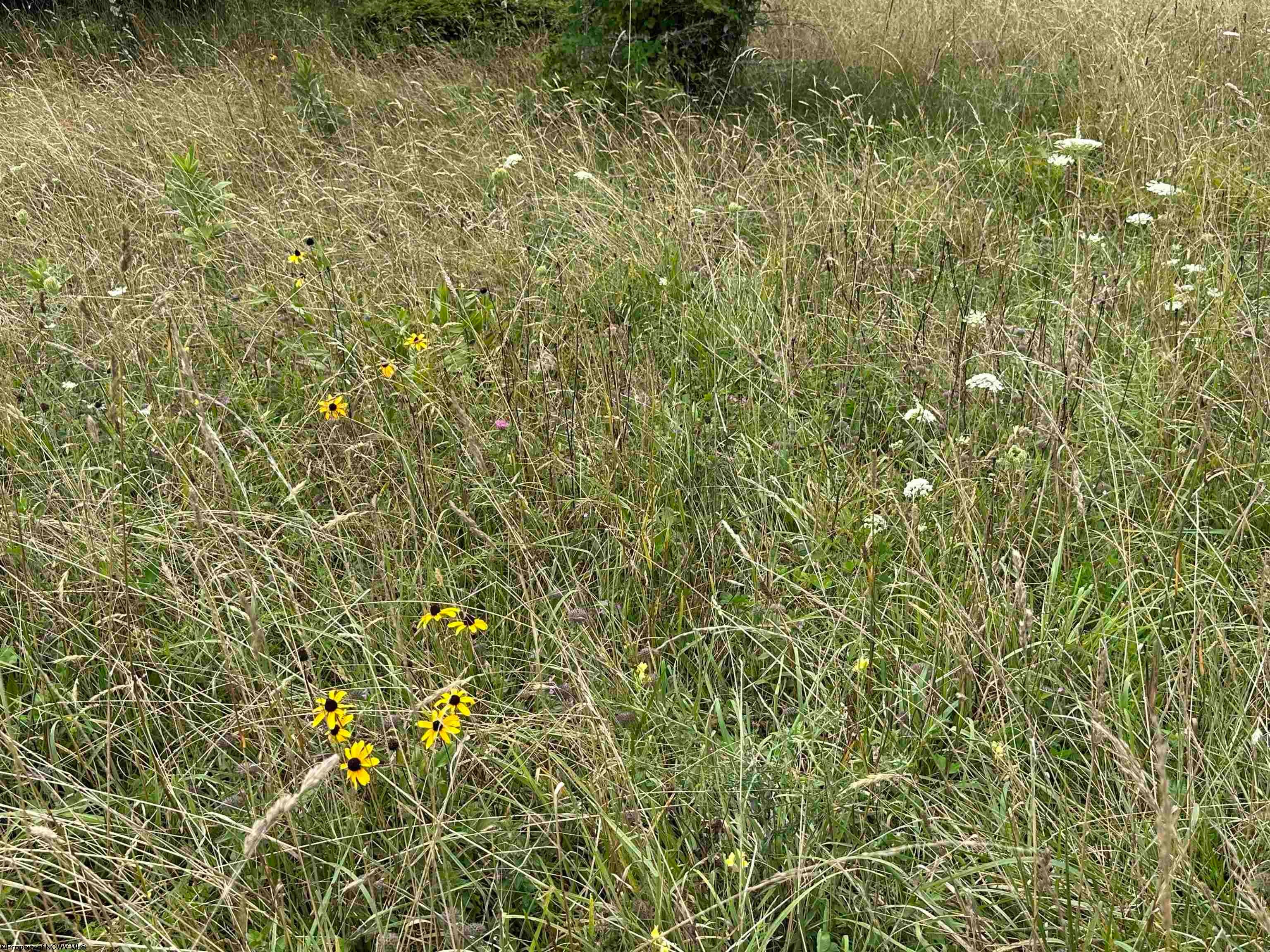Lot 24 Pointy Knob Road Davis, WV 26260 - Photo 17 of 17 Gallery Image 17