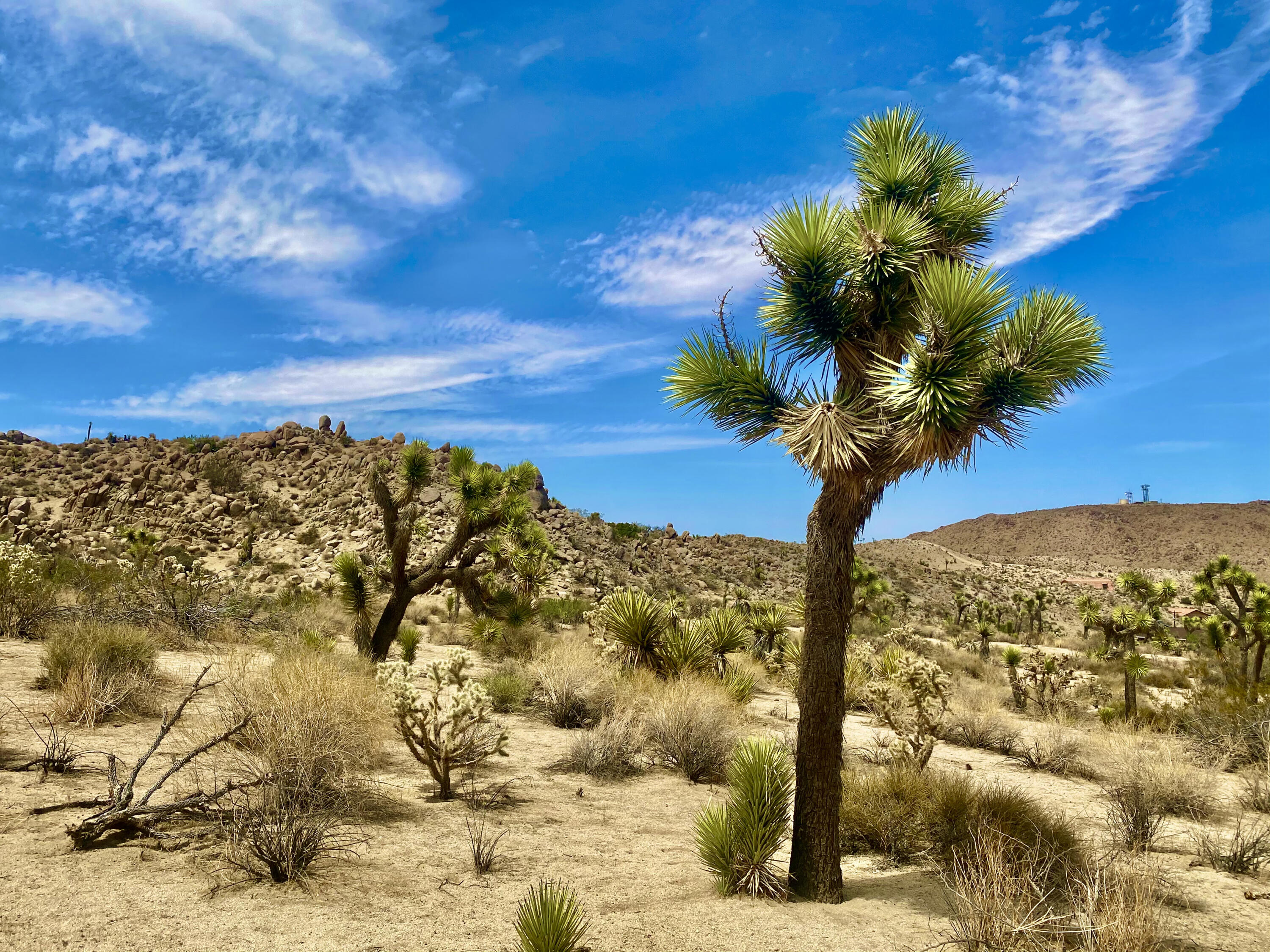 104 Bandera Road Yucca Valley, CA 92284 - Photo 14 of 48 IMG_3505