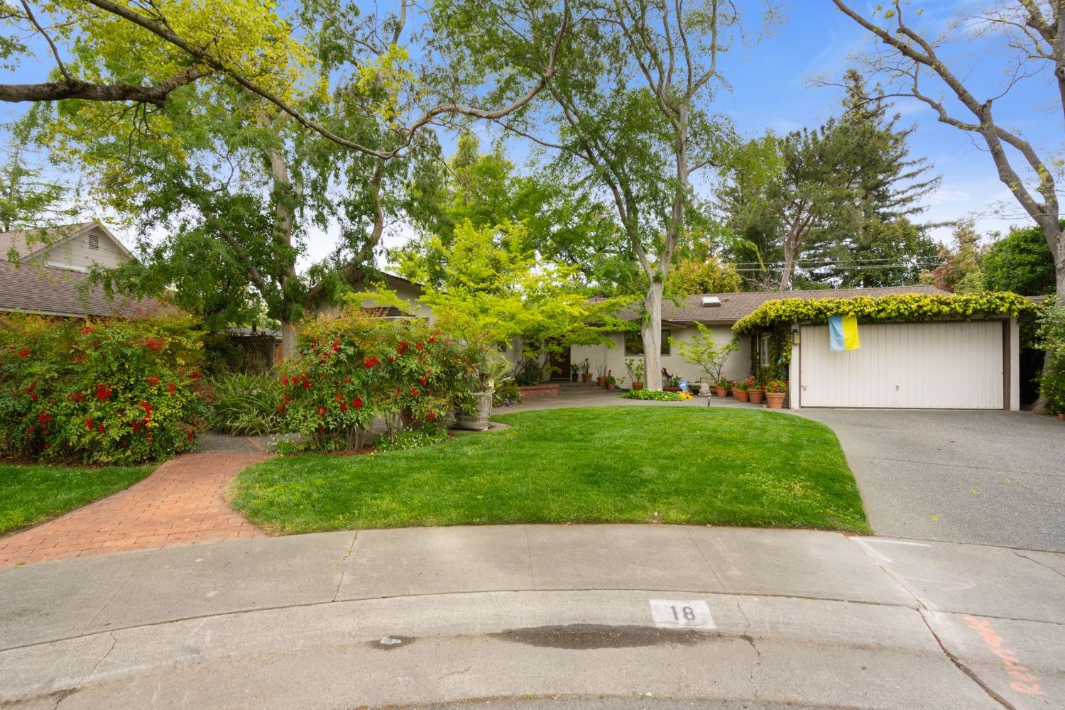 a view of a garden with plants and a large tree