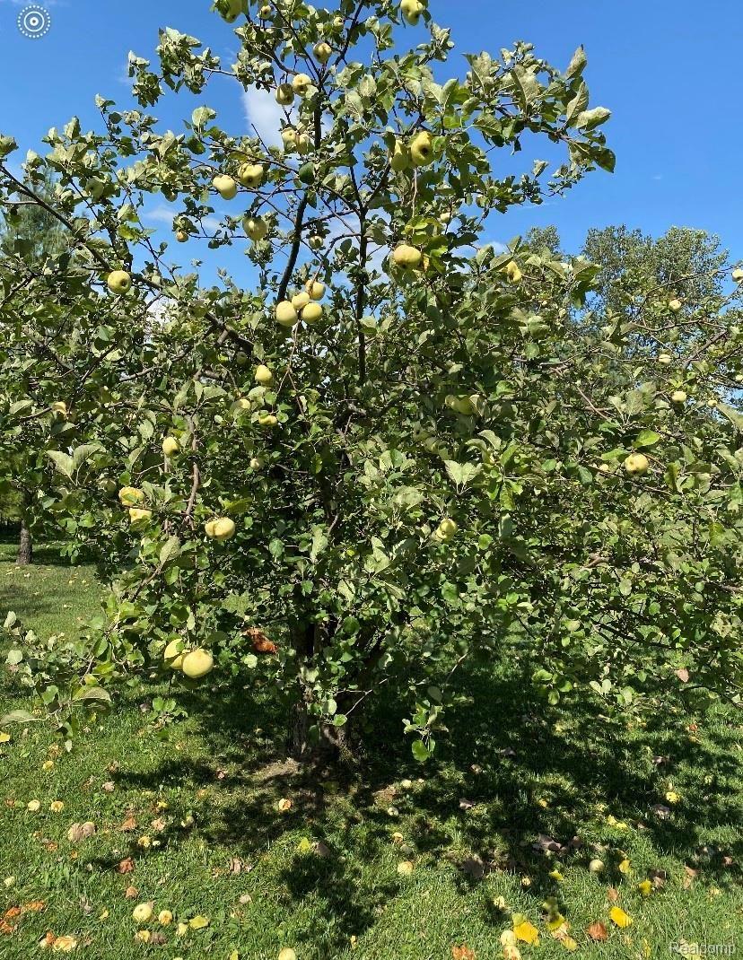 8609 Vassar Road Millington, MI 48746 - Photo 34 of 36 vassar trees.jpg
