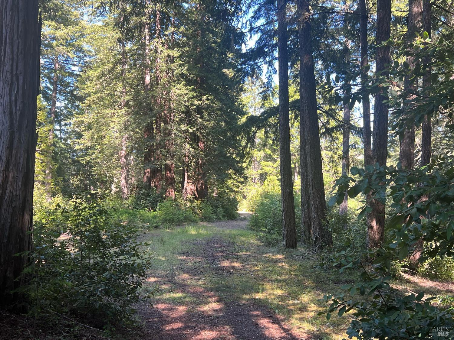 35905 Hauser Bridge Road, Unit J Cazadero, CA 95421 - Photo 30 of 34 a view of forest