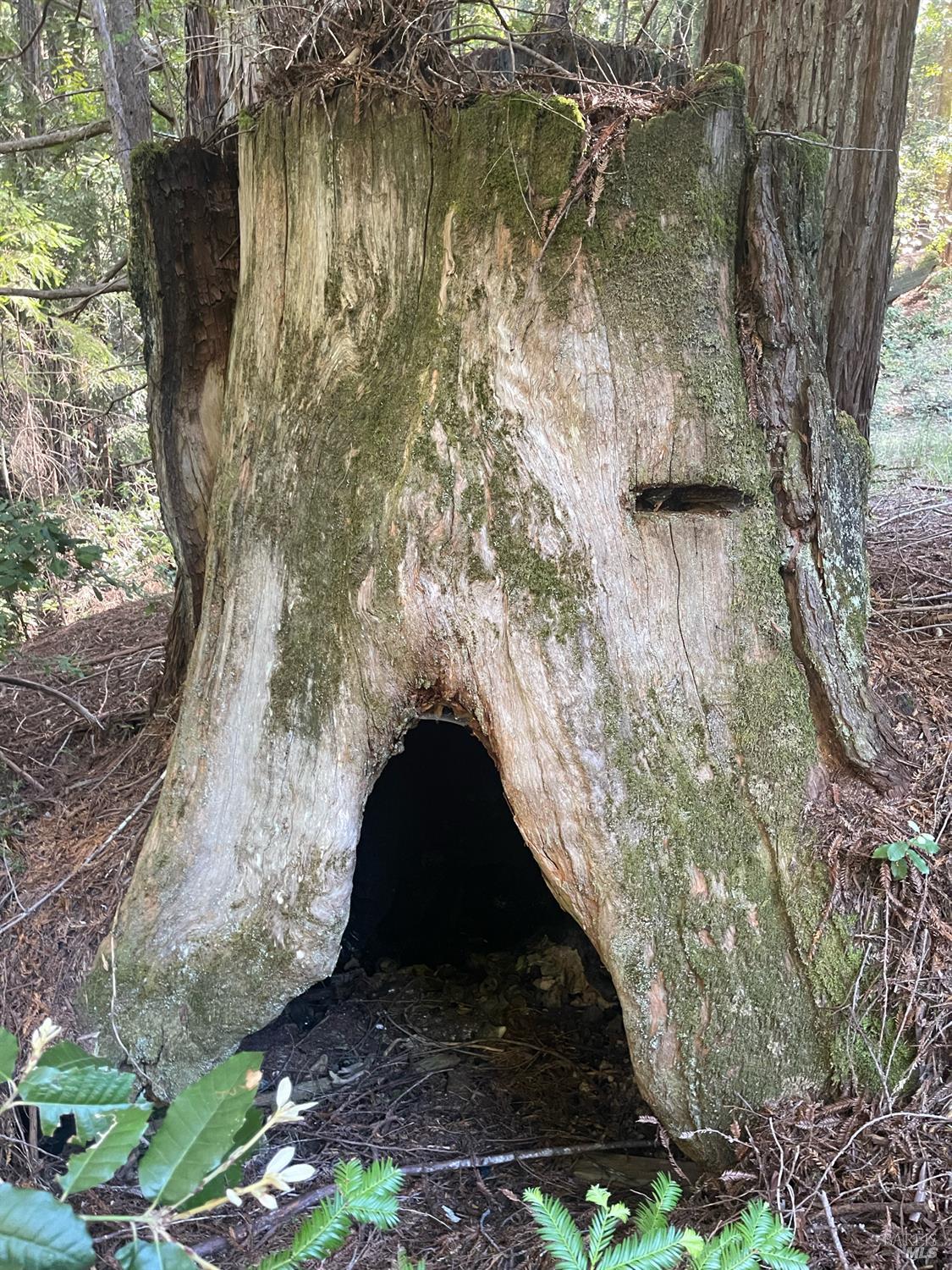 35905 Hauser Bridge Road, Unit J Cazadero, CA 95421 - Photo 31 of 34 a view of a yard